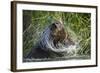 Brown Bear Fishing in Salmon Stream, Katmai National Park, Alaska-Paul Souders-Framed Photographic Print