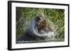 Brown Bear Fishing in Salmon Stream, Katmai National Park, Alaska-Paul Souders-Framed Photographic Print