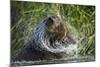 Brown Bear Fishing in Salmon Stream, Katmai National Park, Alaska-Paul Souders-Mounted Photographic Print