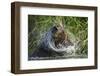 Brown Bear Fishing in Salmon Stream, Katmai National Park, Alaska-Paul Souders-Framed Photographic Print