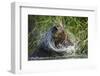 Brown Bear Fishing in Salmon Stream, Katmai National Park, Alaska-Paul Souders-Framed Photographic Print