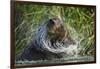 Brown Bear Fishing in Salmon Stream, Katmai National Park, Alaska-Paul Souders-Framed Photographic Print