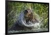 Brown Bear Fishing in Salmon Stream, Katmai National Park, Alaska-Paul Souders-Framed Photographic Print