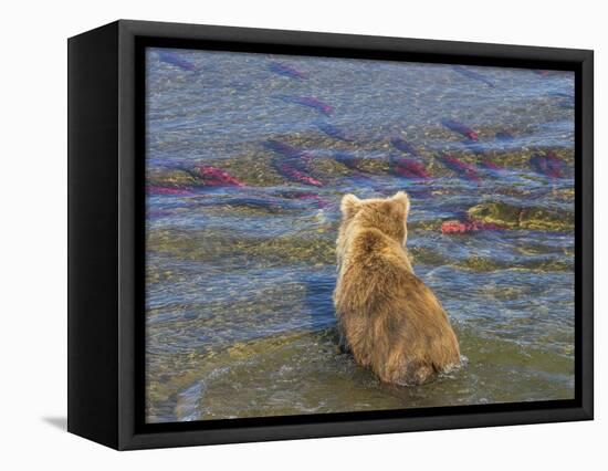 Brown bear fishing in shallow waters, Katmai National Park, Alaska, USA-Art Wolfe-Framed Stretched Canvas