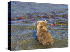 Brown bear fishing in shallow waters, Katmai National Park, Alaska, USA-Art Wolfe-Stretched Canvas