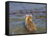 Brown bear fishing in shallow waters, Katmai National Park, Alaska, USA-Art Wolfe-Framed Stretched Canvas