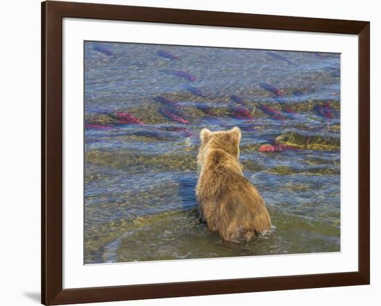 Brown bear fishing in shallow waters, Katmai National Park, Alaska, USA-Art Wolfe-Framed Photographic Print