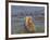 Brown bear fishing in shallow waters, Katmai National Park, Alaska, USA-Art Wolfe-Framed Photographic Print