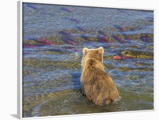 Brown bear fishing in shallow waters, Katmai National Park, Alaska, USA-Art Wolfe-Framed Photographic Print