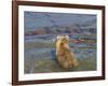 Brown bear fishing in shallow waters, Katmai National Park, Alaska, USA-Art Wolfe-Framed Photographic Print