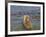 Brown bear fishing in shallow waters, Katmai National Park, Alaska, USA-Art Wolfe-Framed Photographic Print