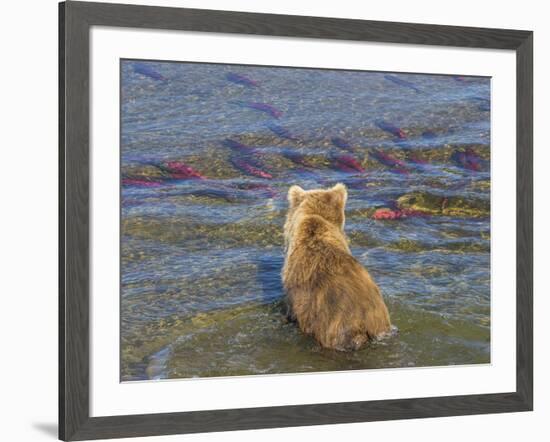 Brown bear fishing in shallow waters, Katmai National Park, Alaska, USA-Art Wolfe-Framed Photographic Print