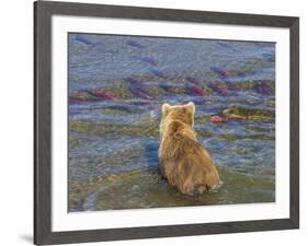 Brown bear fishing in shallow waters, Katmai National Park, Alaska, USA-Art Wolfe-Framed Photographic Print