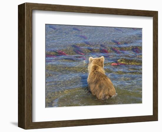 Brown bear fishing in shallow waters, Katmai National Park, Alaska, USA-Art Wolfe-Framed Photographic Print