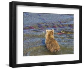 Brown bear fishing in shallow waters, Katmai National Park, Alaska, USA-Art Wolfe-Framed Photographic Print