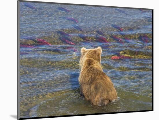 Brown bear fishing in shallow waters, Katmai National Park, Alaska, USA-Art Wolfe-Mounted Photographic Print