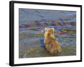Brown bear fishing in shallow waters, Katmai National Park, Alaska, USA-Art Wolfe-Framed Photographic Print