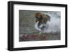 Brown bear fishing, Katmai National Park, Alaska, USA-Art Wolfe-Framed Photographic Print