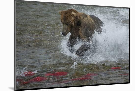 Brown bear fishing, Katmai National Park, Alaska, USA-Art Wolfe-Mounted Photographic Print