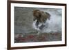 Brown bear fishing, Katmai National Park, Alaska, USA-Art Wolfe-Framed Photographic Print