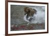 Brown bear fishing, Katmai National Park, Alaska, USA-Art Wolfe-Framed Photographic Print