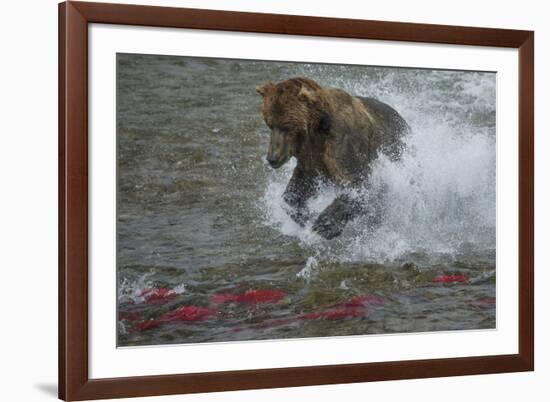 Brown bear fishing, Katmai National Park, Alaska, USA-Art Wolfe-Framed Premium Photographic Print