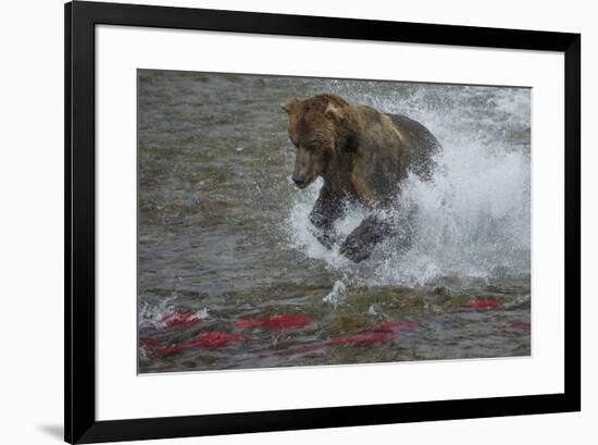 Brown bear fishing, Katmai National Park, Alaska, USA-Art Wolfe-Framed Premium Photographic Print