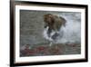 Brown bear fishing, Katmai National Park, Alaska, USA-Art Wolfe-Framed Premium Photographic Print