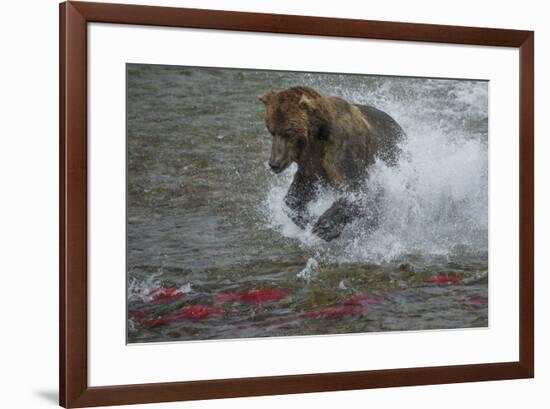 Brown bear fishing, Katmai National Park, Alaska, USA-Art Wolfe-Framed Premium Photographic Print