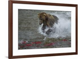 Brown bear fishing, Katmai National Park, Alaska, USA-Art Wolfe-Framed Premium Photographic Print