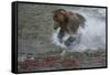 Brown bear fishing, Katmai National Park, Alaska, USA-Art Wolfe-Framed Stretched Canvas