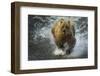 Brown bear fishing, Katmai National Park, Alaska, USA-Art Wolfe-Framed Photographic Print