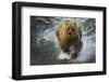 Brown bear fishing, Katmai National Park, Alaska, USA-Art Wolfe-Framed Photographic Print