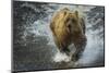 Brown bear fishing, Katmai National Park, Alaska, USA-Art Wolfe-Mounted Photographic Print