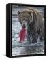 Brown bear fishing, Katmai National Park, Alaska, USA-Art Wolfe-Framed Stretched Canvas