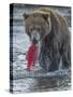 Brown bear fishing, Katmai National Park, Alaska, USA-Art Wolfe-Stretched Canvas