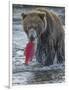 Brown bear fishing, Katmai National Park, Alaska, USA-Art Wolfe-Framed Photographic Print