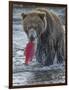 Brown bear fishing, Katmai National Park, Alaska, USA-Art Wolfe-Framed Photographic Print