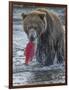 Brown bear fishing, Katmai National Park, Alaska, USA-Art Wolfe-Framed Photographic Print