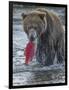 Brown bear fishing, Katmai National Park, Alaska, USA-Art Wolfe-Framed Photographic Print