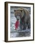 Brown bear fishing, Katmai National Park, Alaska, USA-Art Wolfe-Framed Photographic Print