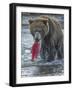 Brown bear fishing, Katmai National Park, Alaska, USA-Art Wolfe-Framed Photographic Print