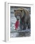 Brown bear fishing, Katmai National Park, Alaska, USA-Art Wolfe-Framed Photographic Print