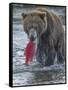 Brown bear fishing, Katmai National Park, Alaska, USA-Art Wolfe-Framed Stretched Canvas