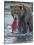 Brown bear fishing, Katmai National Park, Alaska, USA-Art Wolfe-Stretched Canvas