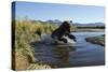 Brown Bear Fishing, Katmai National Park, Alaska-Paul Souders-Stretched Canvas