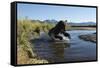 Brown Bear Fishing, Katmai National Park, Alaska-Paul Souders-Framed Stretched Canvas