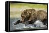 Brown Bear Fishing, Katmai National Park, Alaska-null-Framed Stretched Canvas