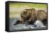 Brown Bear Fishing, Katmai National Park, Alaska-null-Framed Stretched Canvas