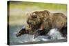 Brown Bear Fishing, Katmai National Park, Alaska-null-Stretched Canvas